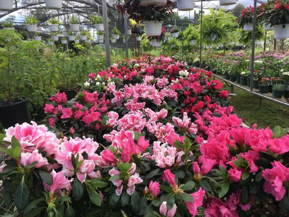 Plantas disponibles en Jardín Centro Cao