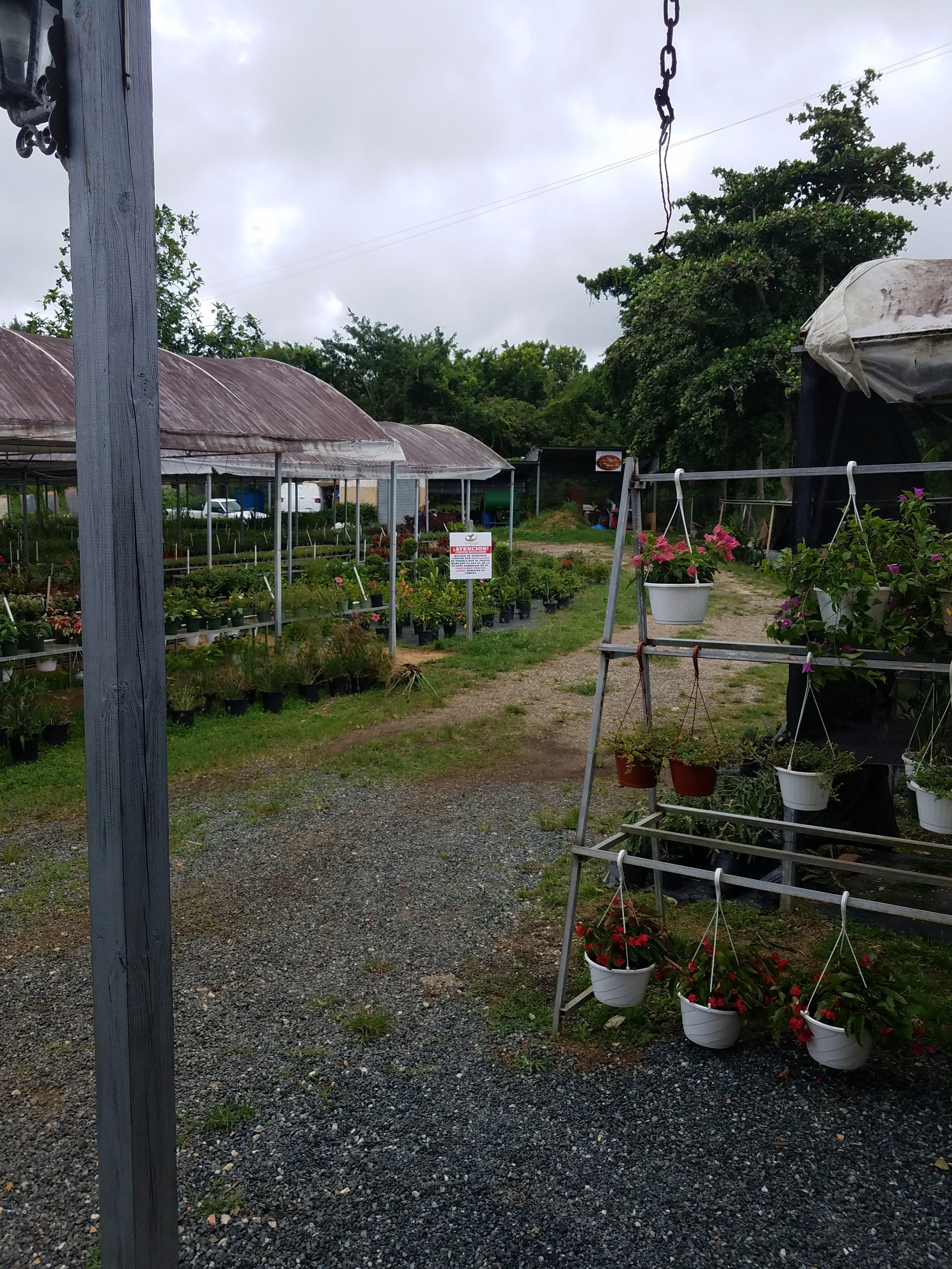 Producto — plantas vivero