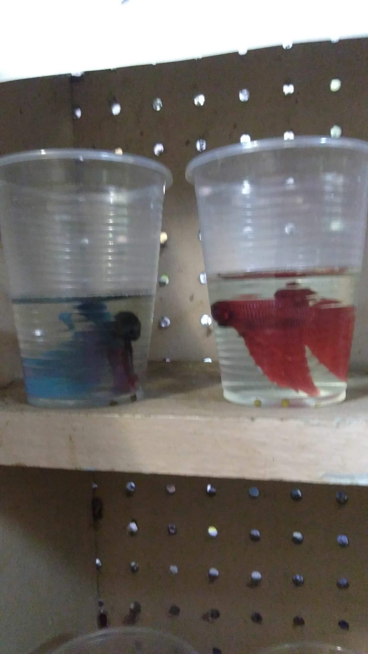 Humacao Pet Center — La comunidad y sus mascotas