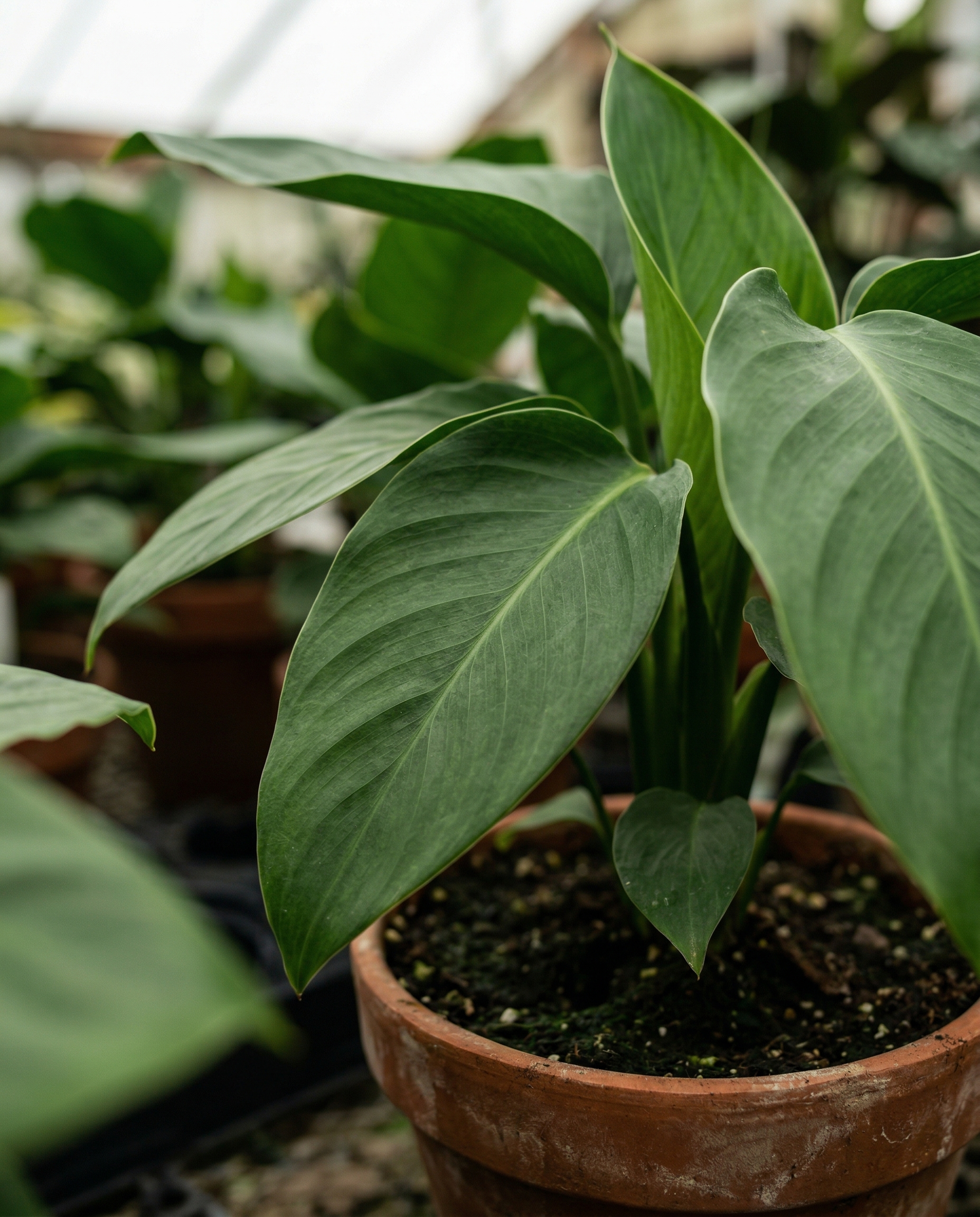 Follaje tropical exuberante — vivero Plantas y Algo Más