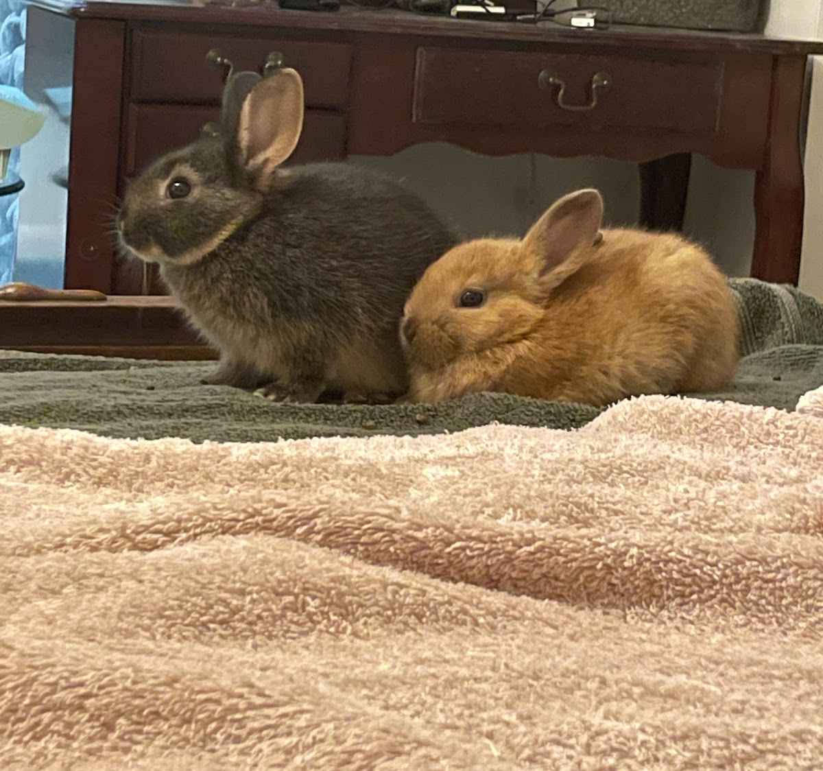 Mascotas y familias de Humacao