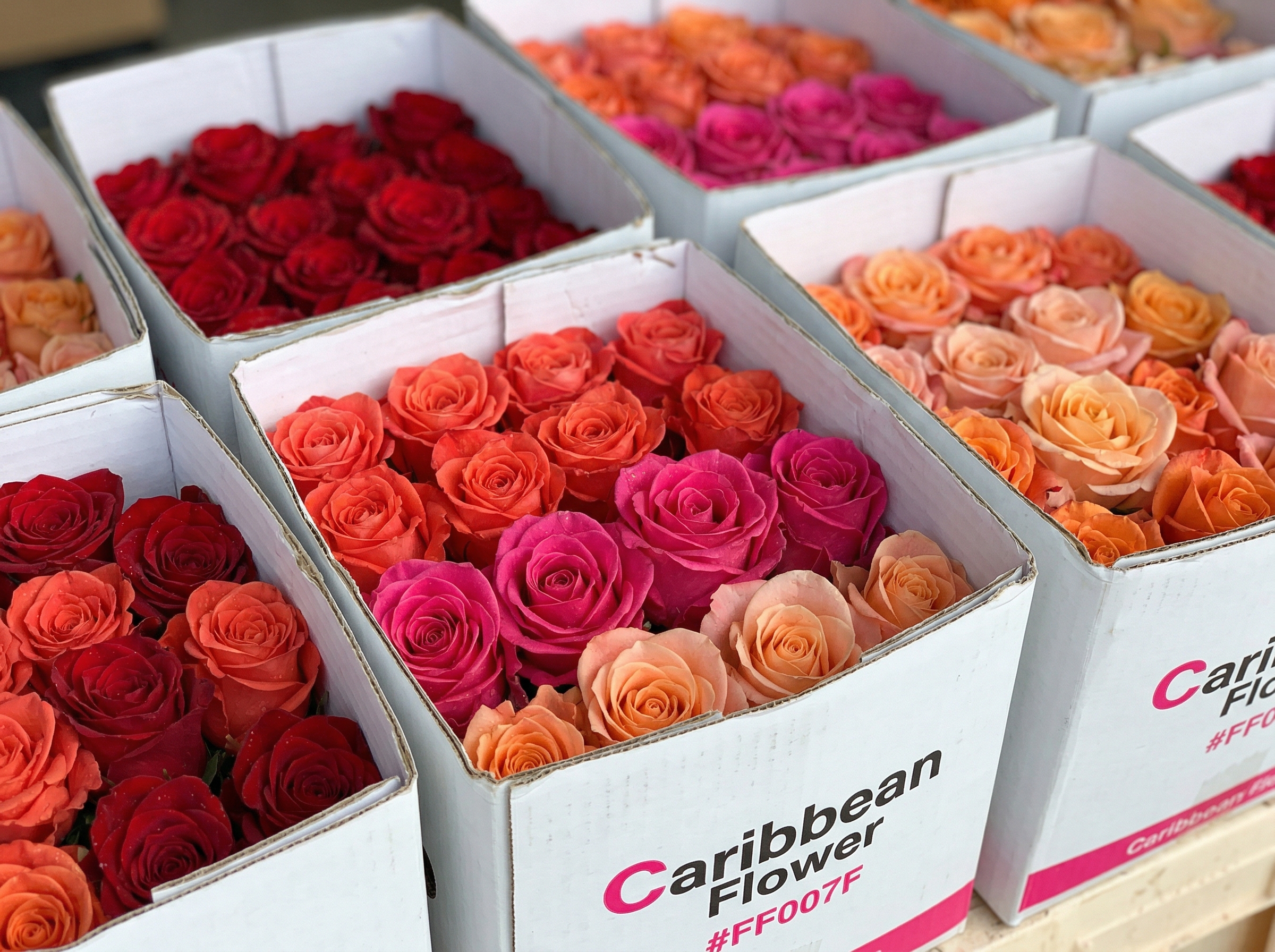 Cajas de rosas frescas — inventario mayoreo Caribbean Flower