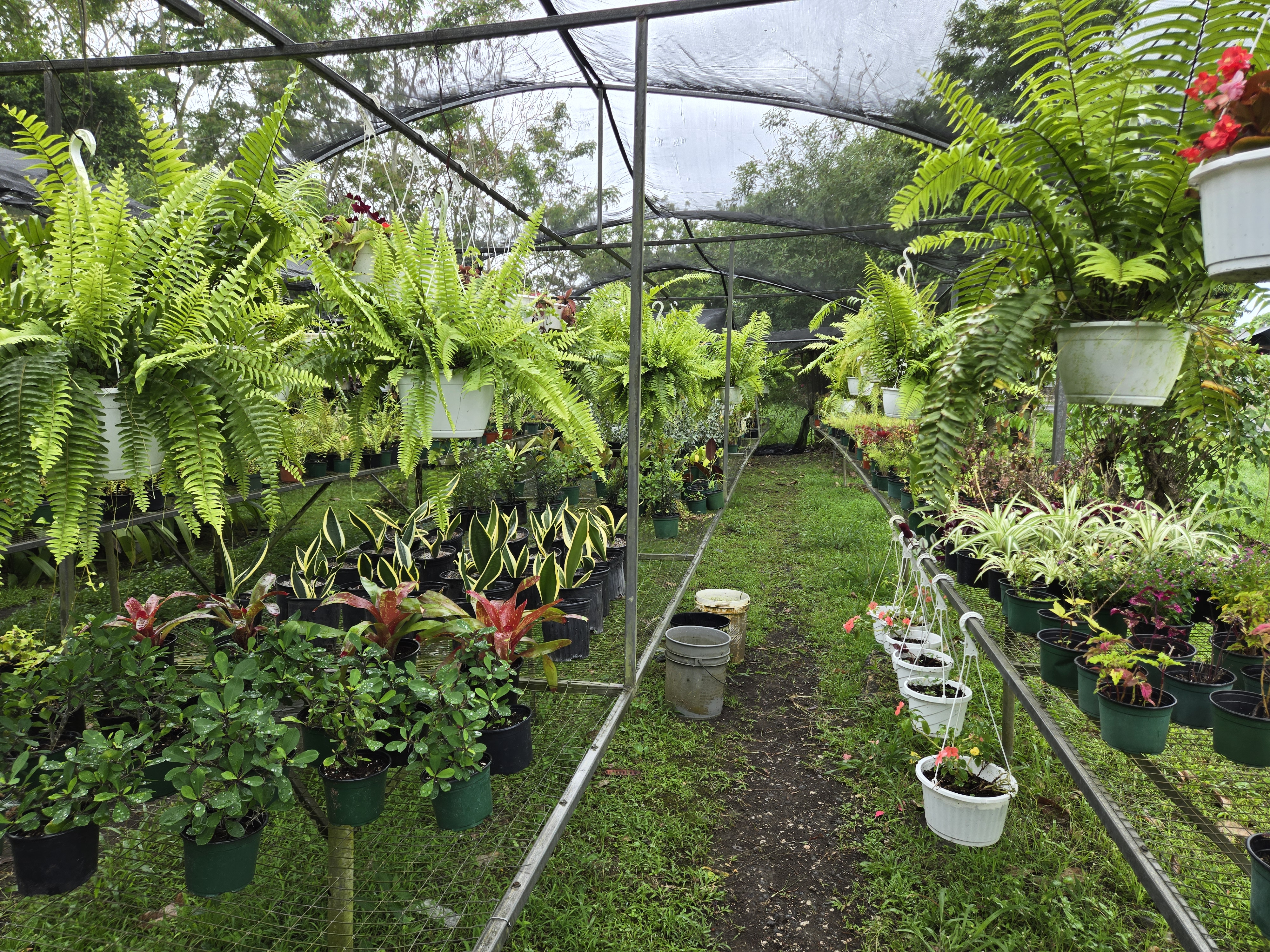 Ambiente del vivero Jardín Centro Cao