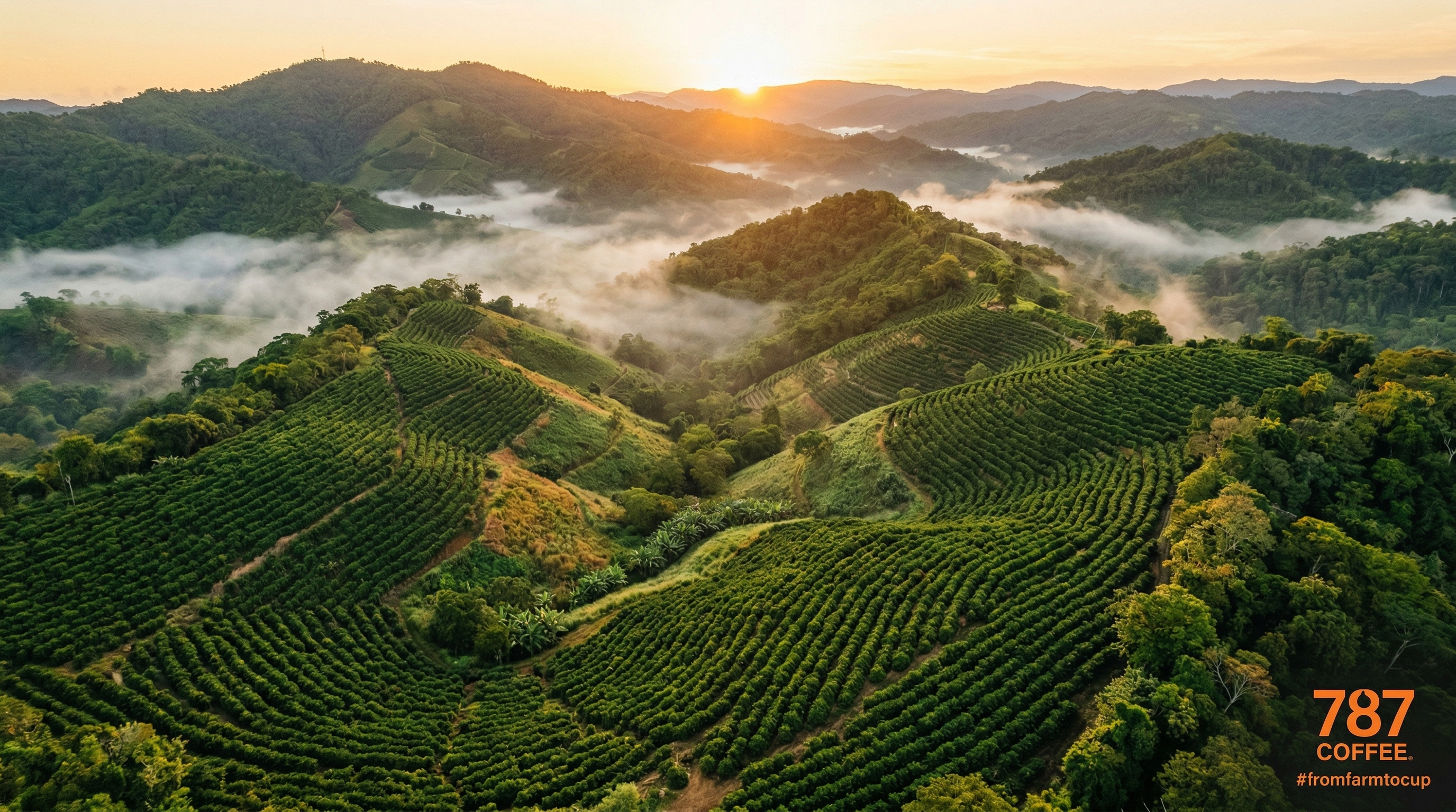 Vista aérea de la finca de café en Puerto Rico