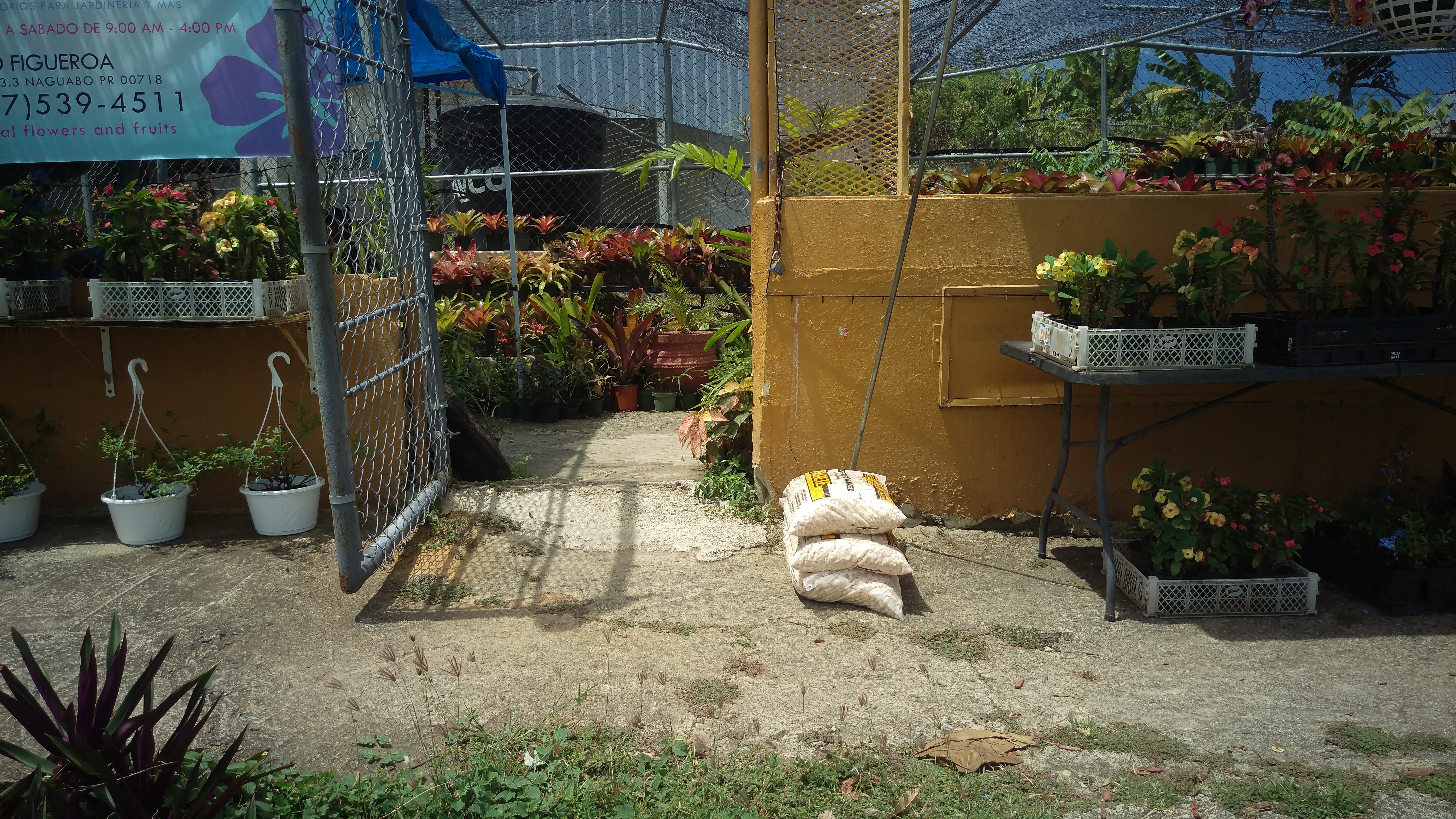 Detalle floral de cerca — flores tropicales