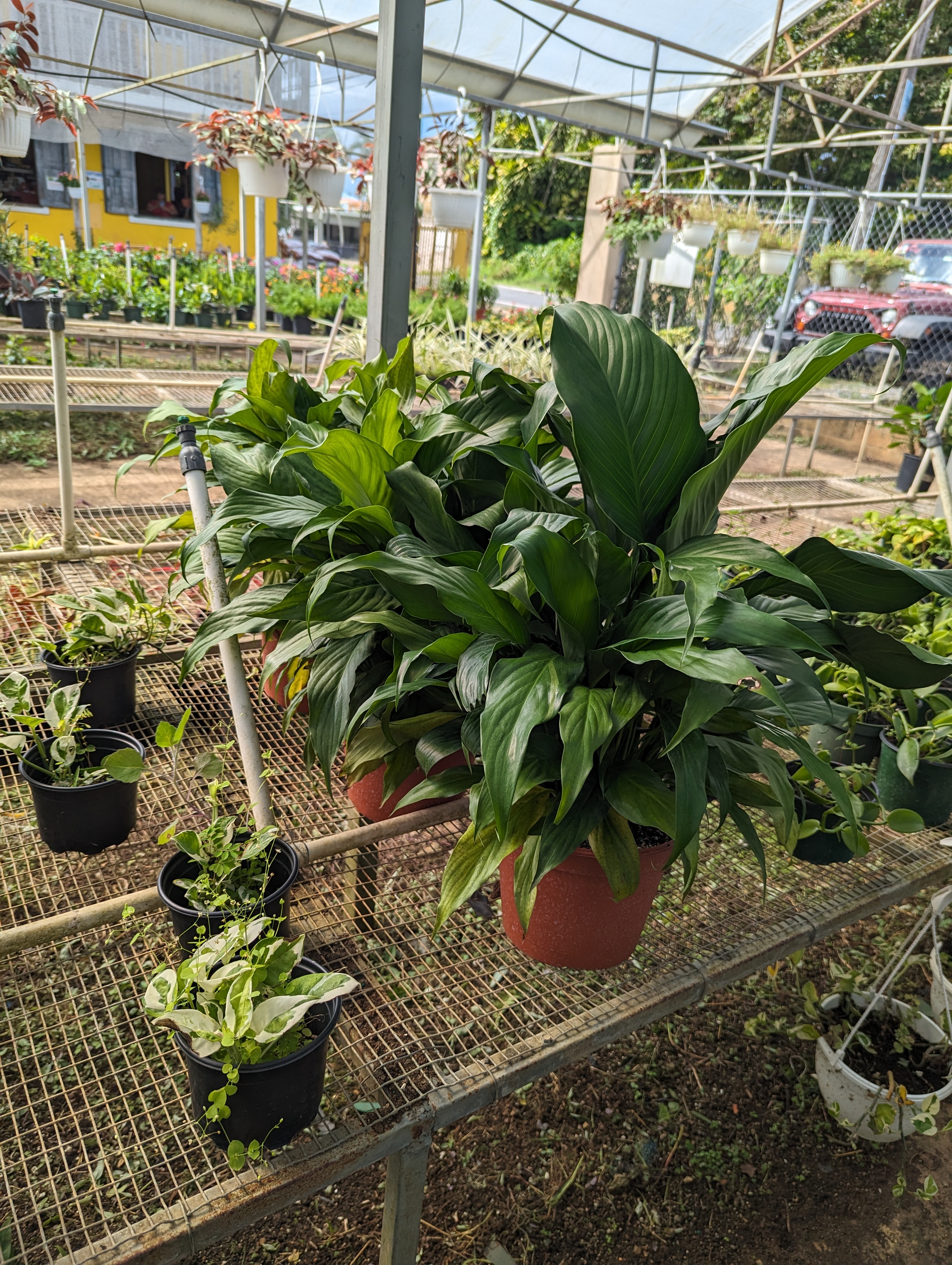 Producto — plantas vivero