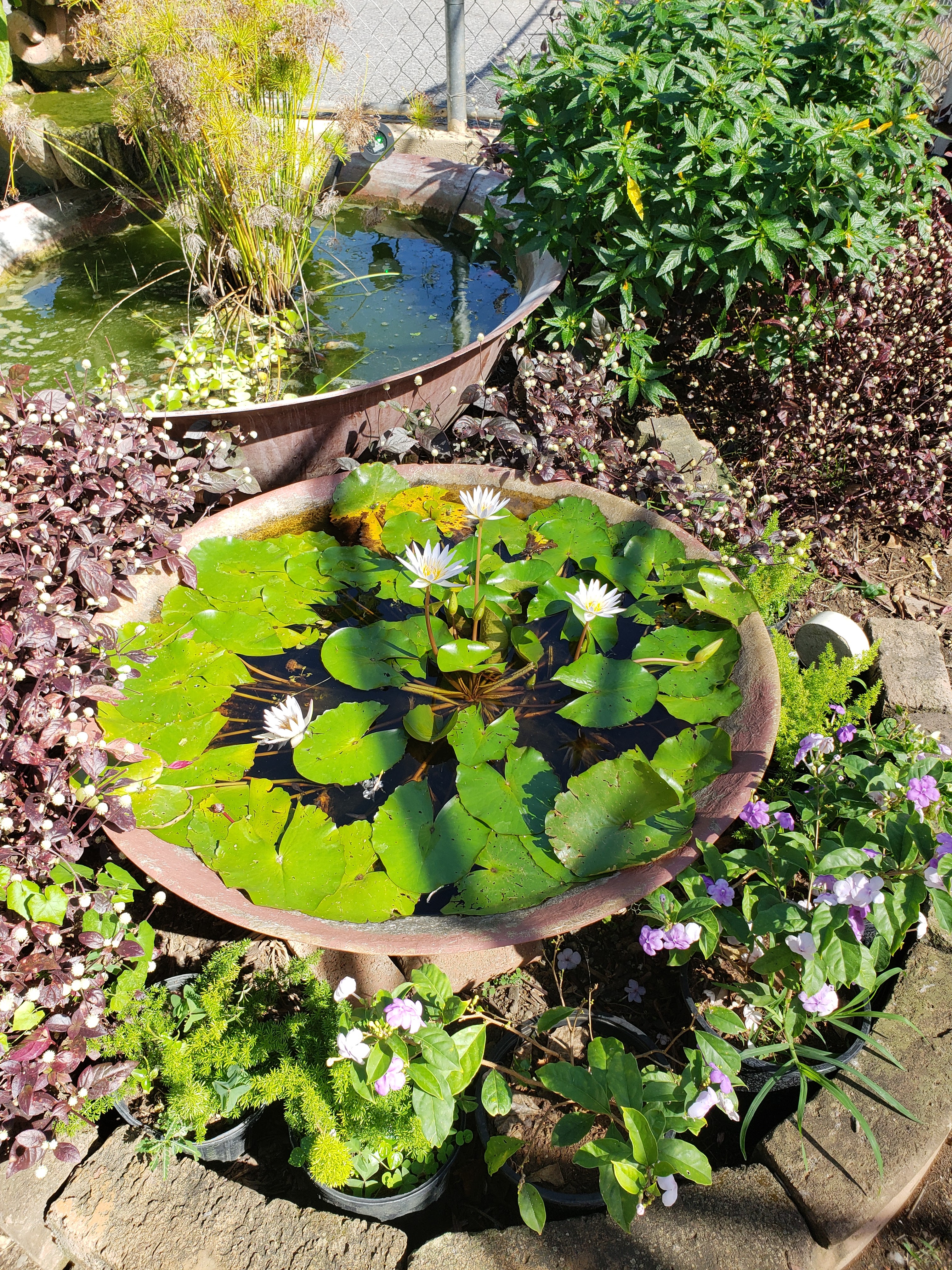 Vida verde — Plantas y Algo Más