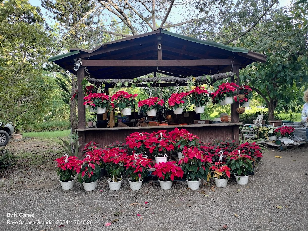 Plantas ornamentales en Jardín Centro Cao