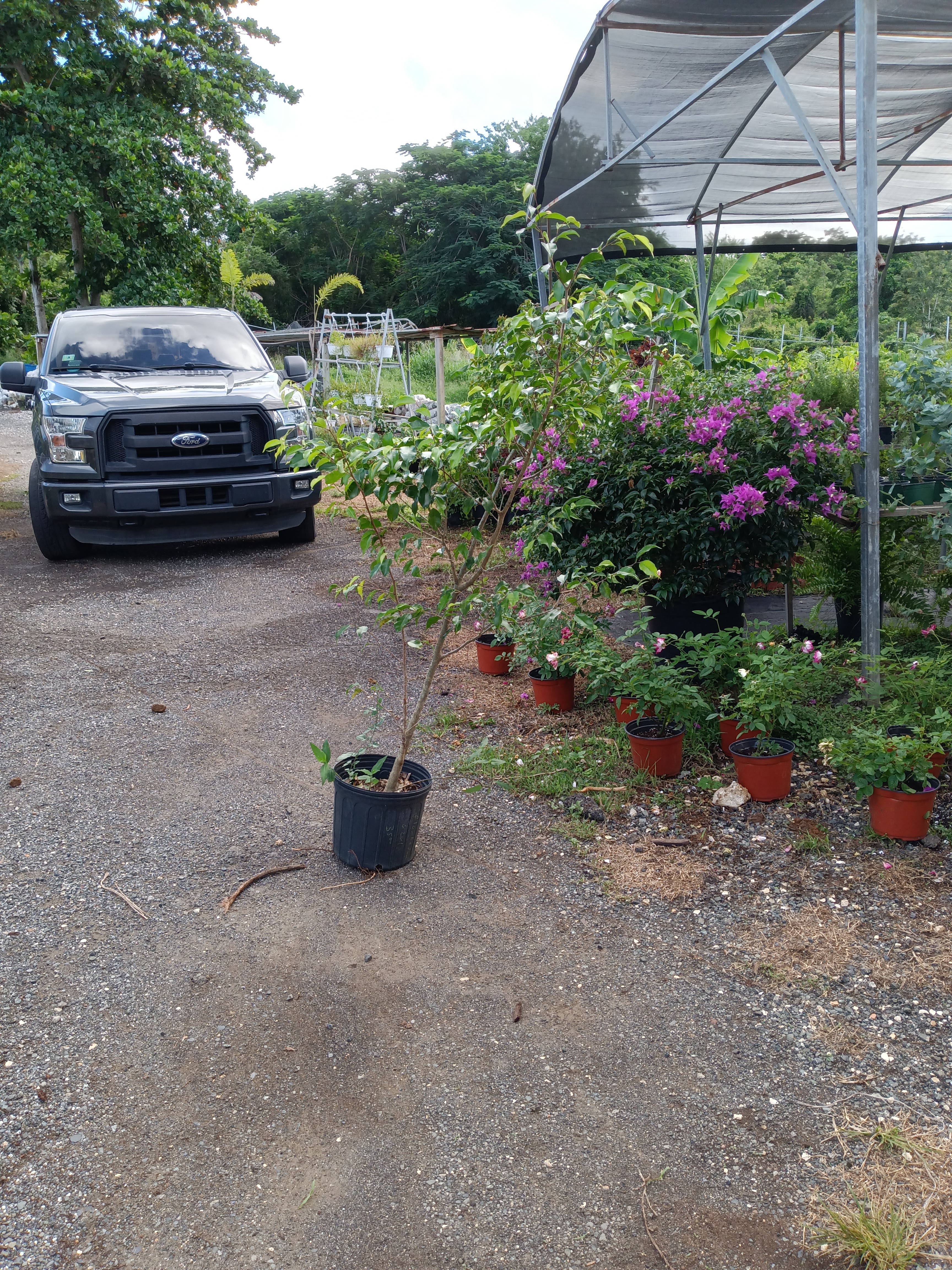 Producto — plantas vivero