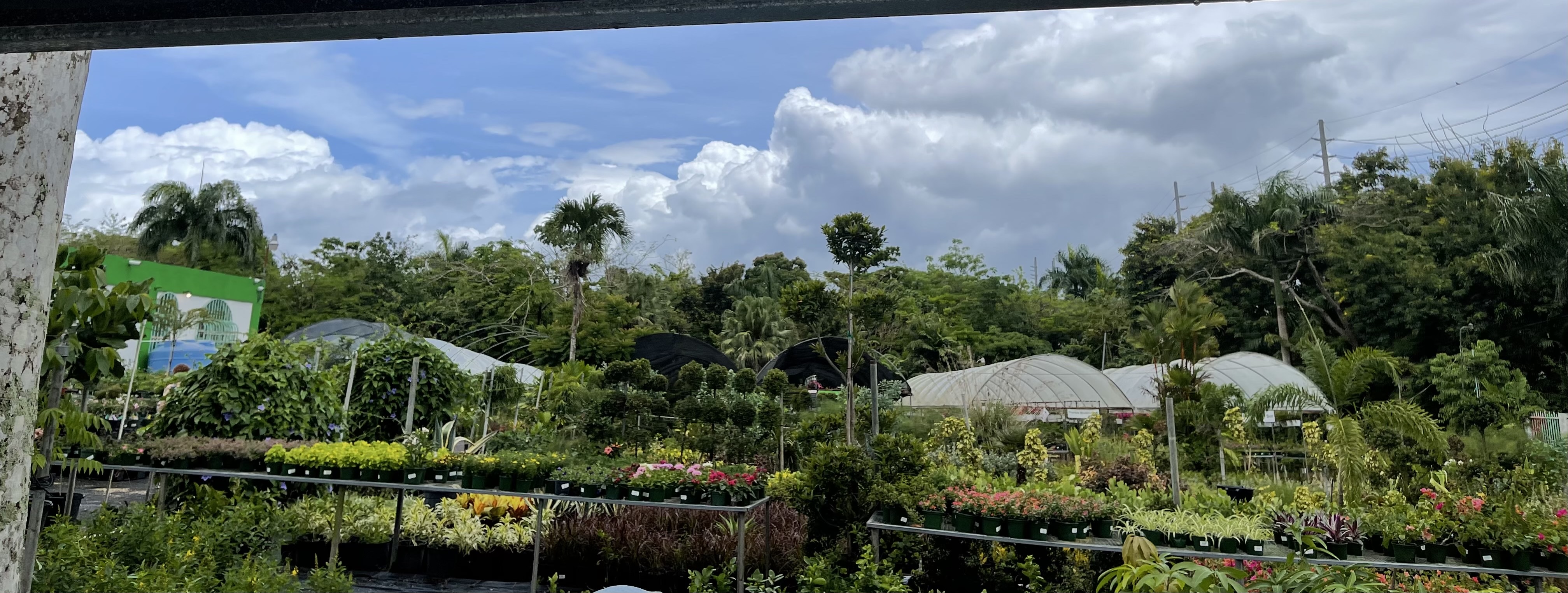 Plantas de interior y exterior