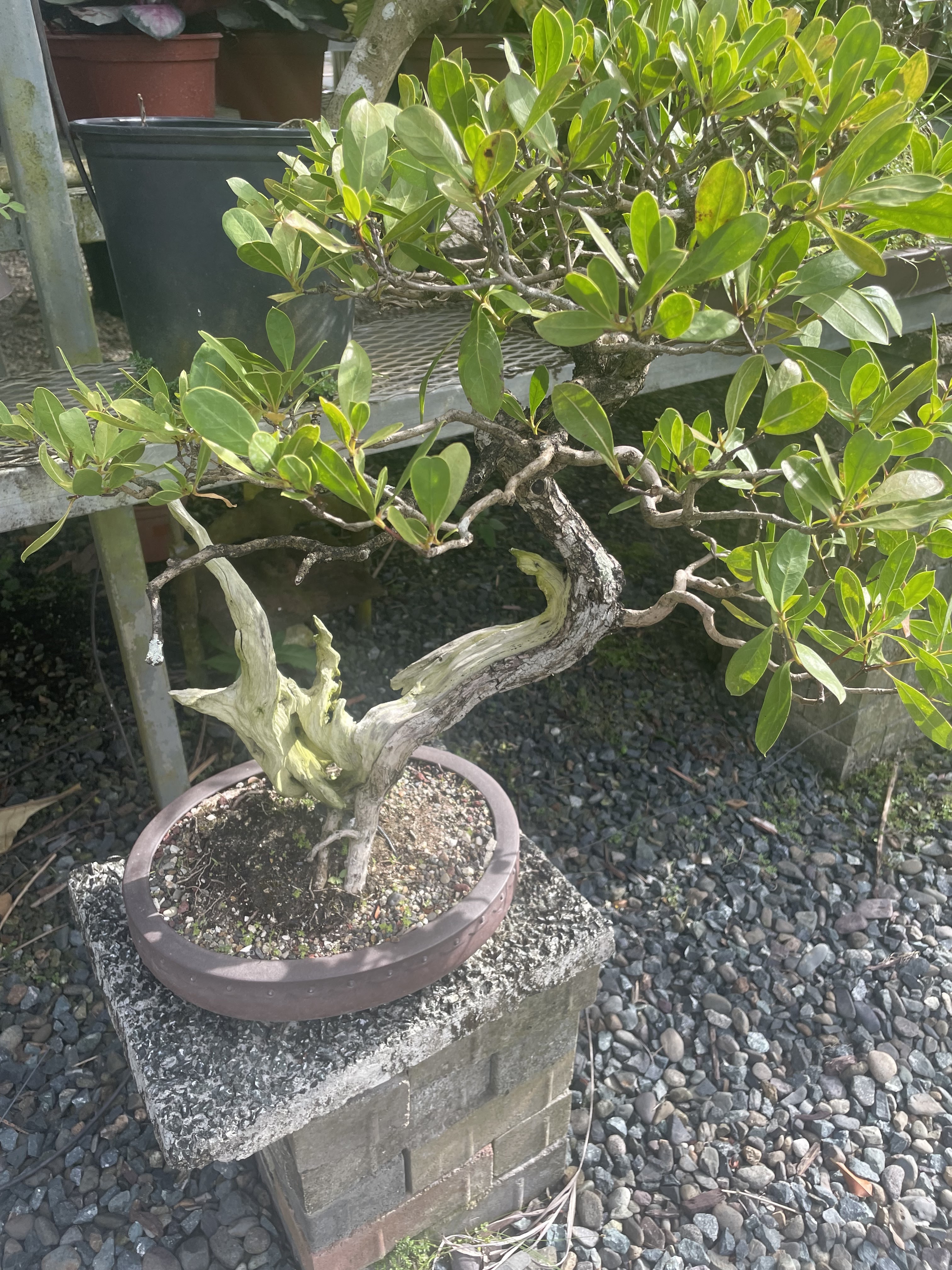 Bromelias y plantas ornamentales de colores