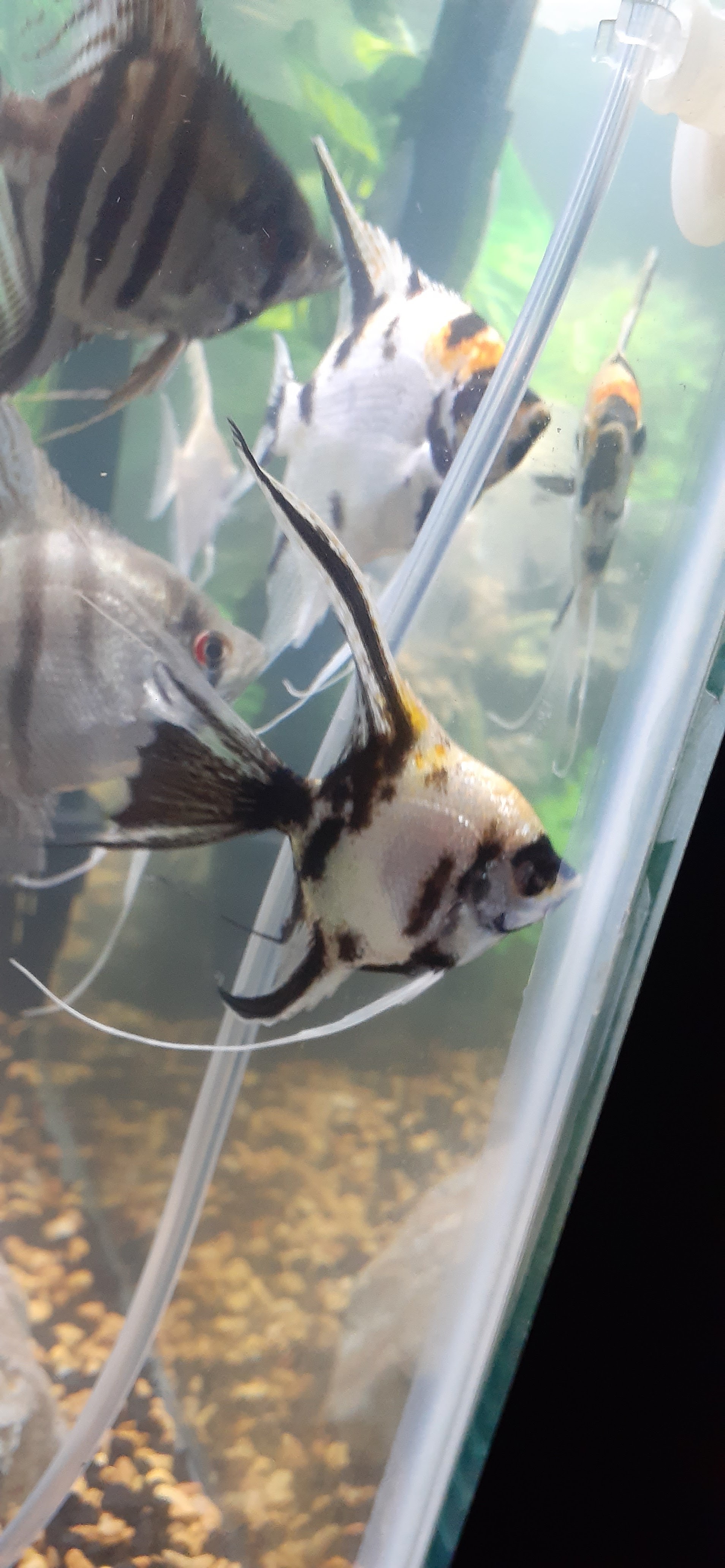 Peces Tropicales — Humacao Pet Center
