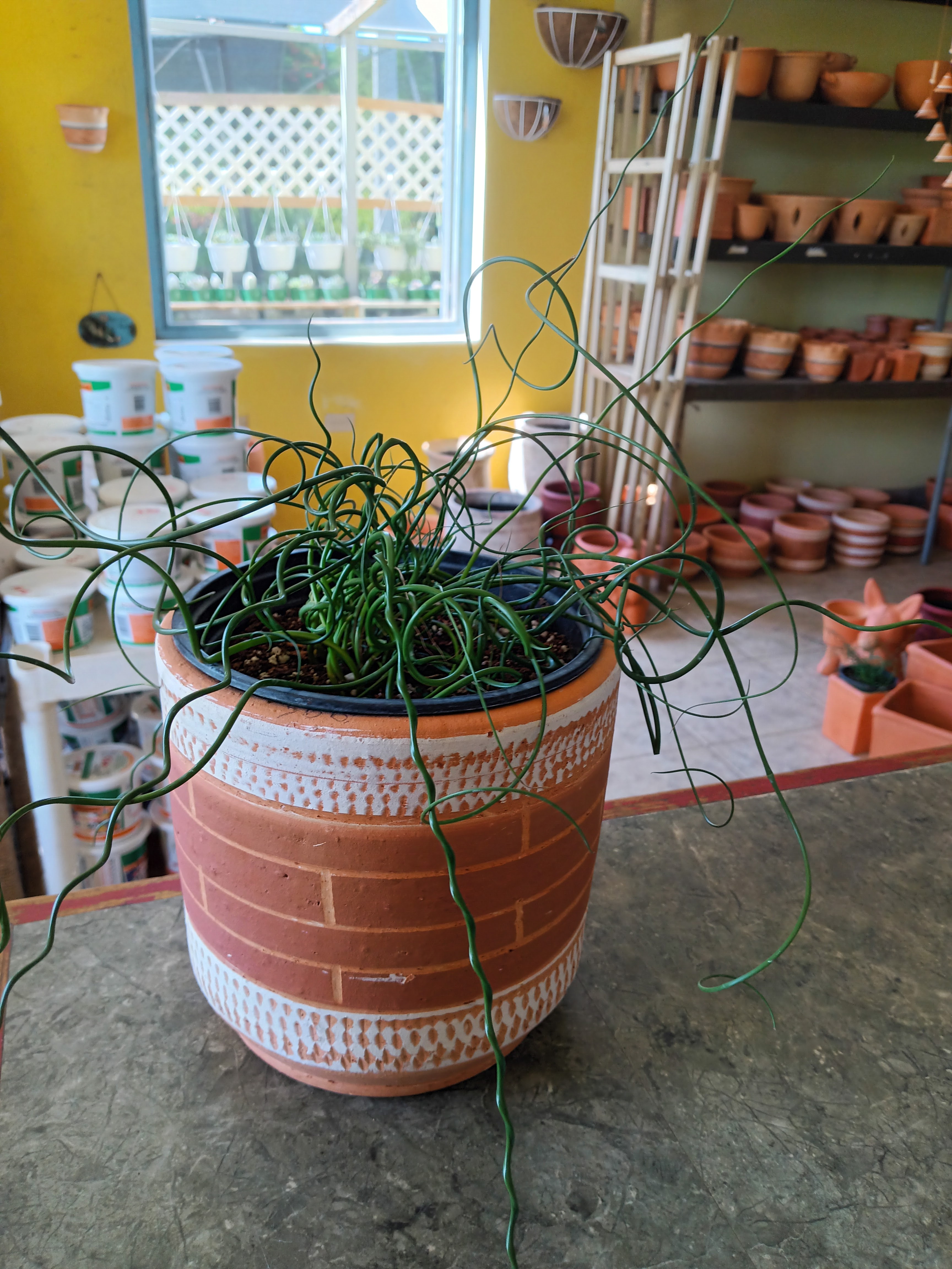 Producto — plantas vivero