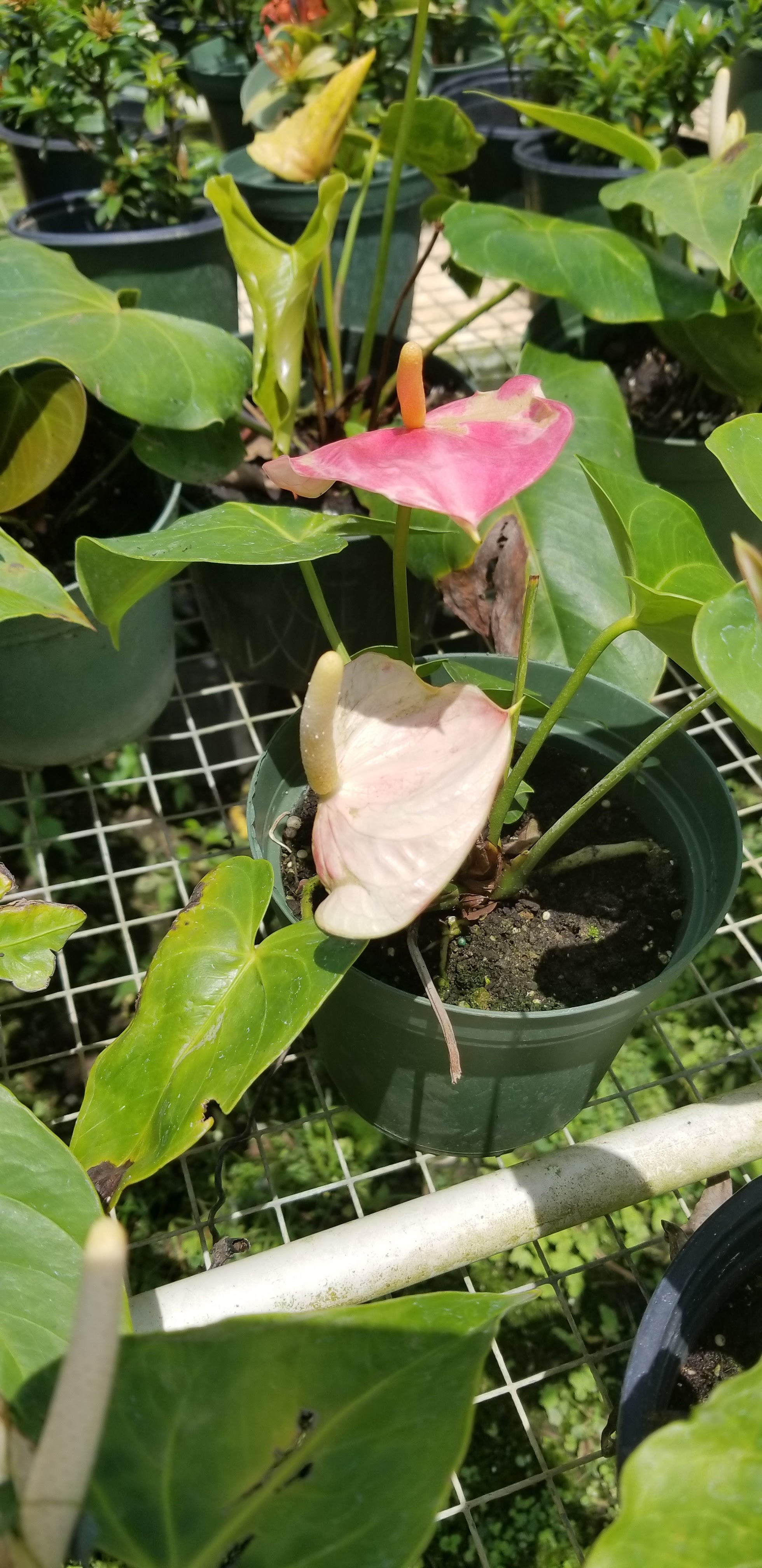 Producto — plantas vivero