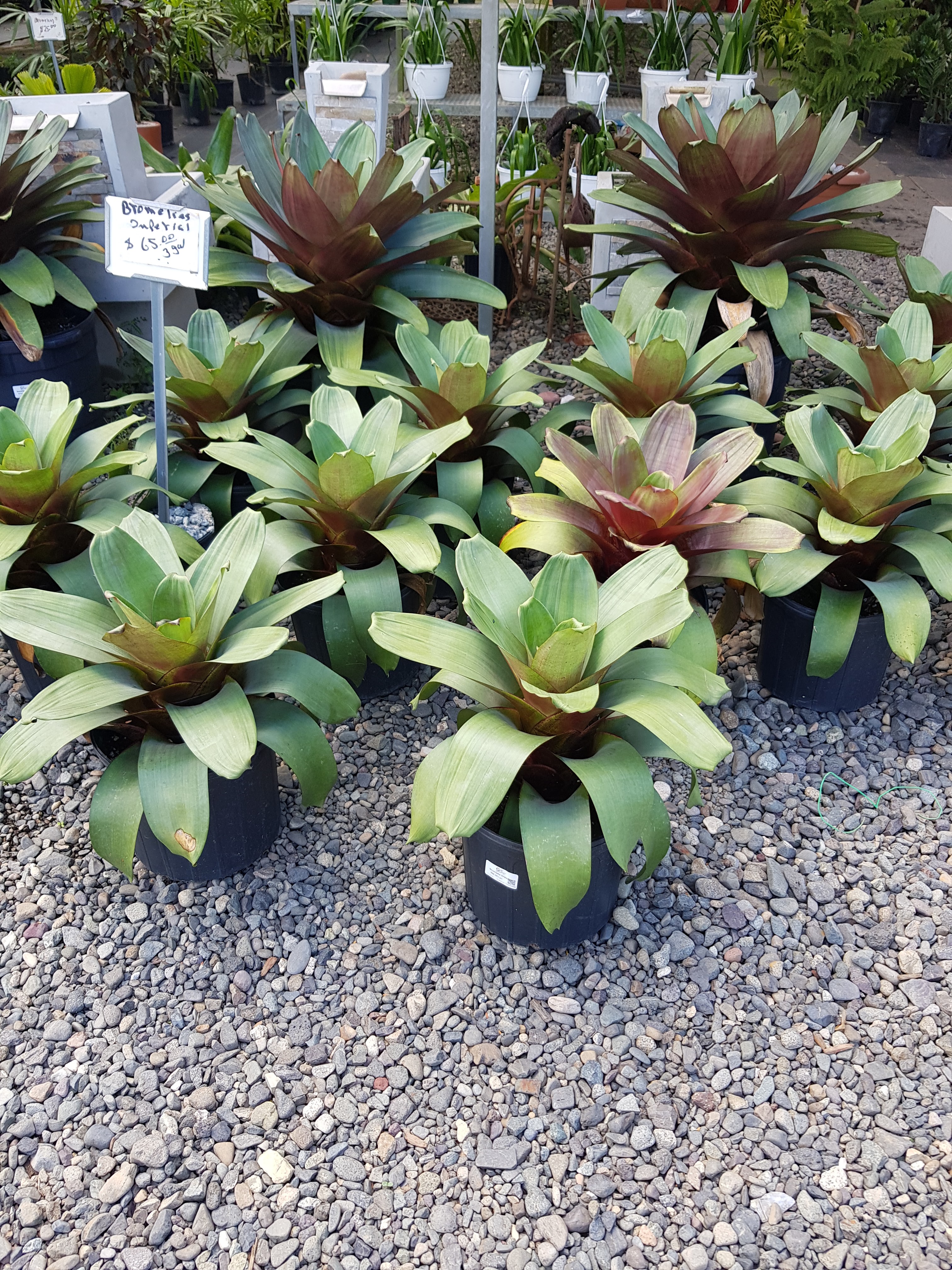 Hierbas y plantas medicinales