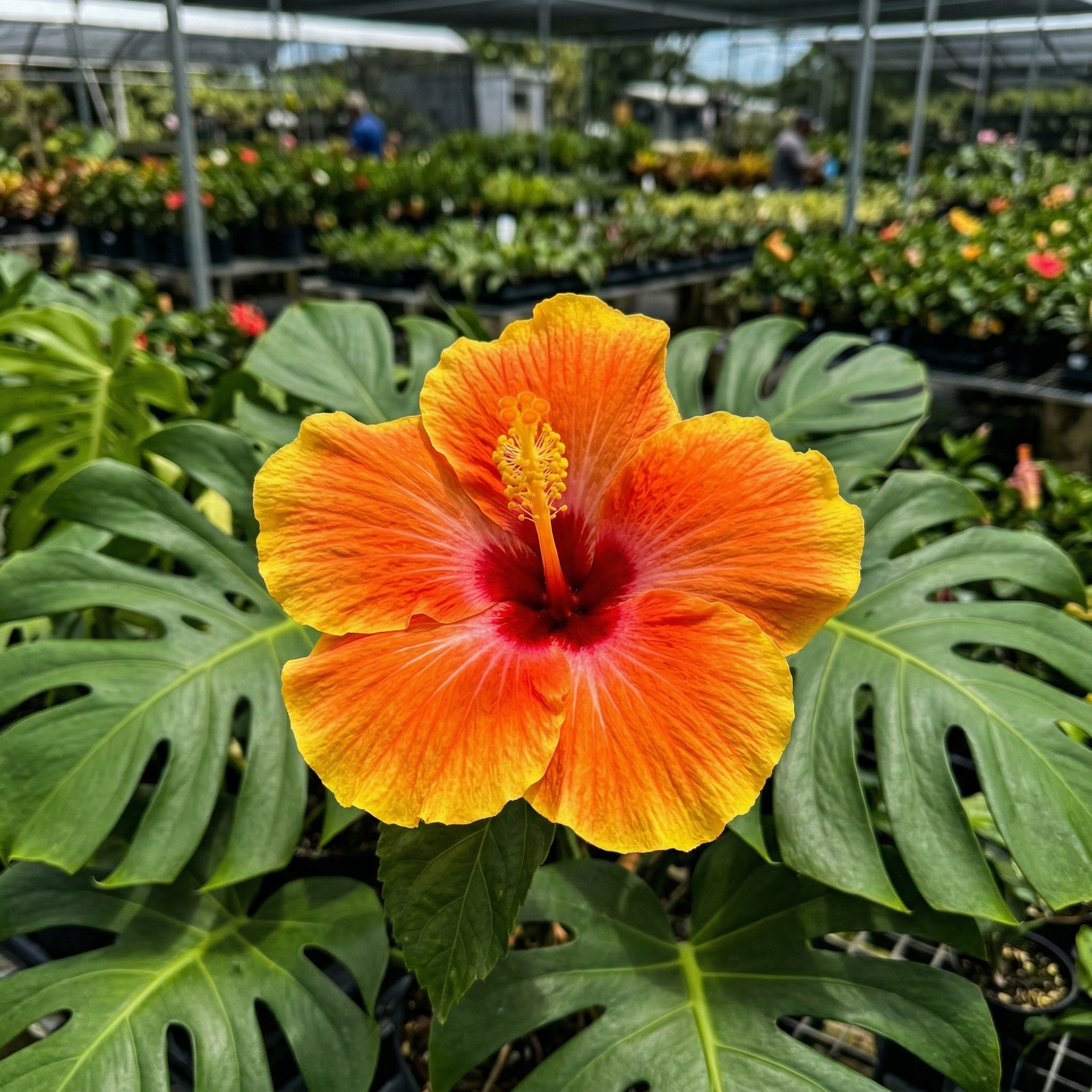 Hibisco bicolor macro — Demirboga Gardens
