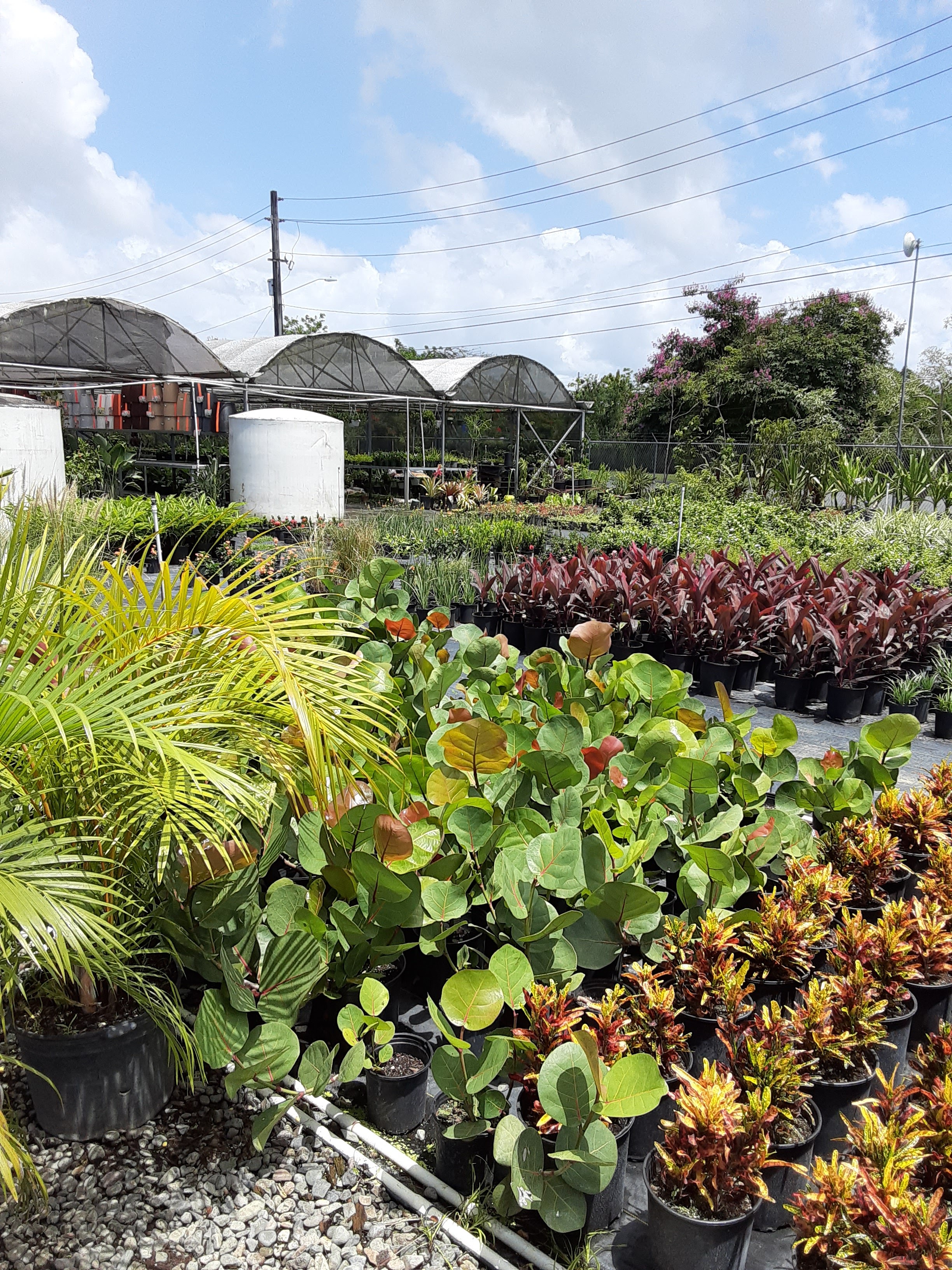 Árboles de cítricos en la finca