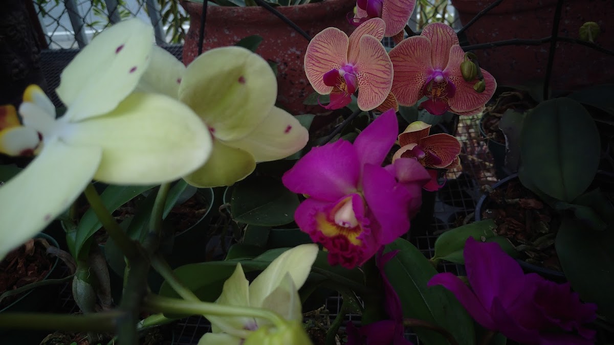 Lifestyle floral tropical 2