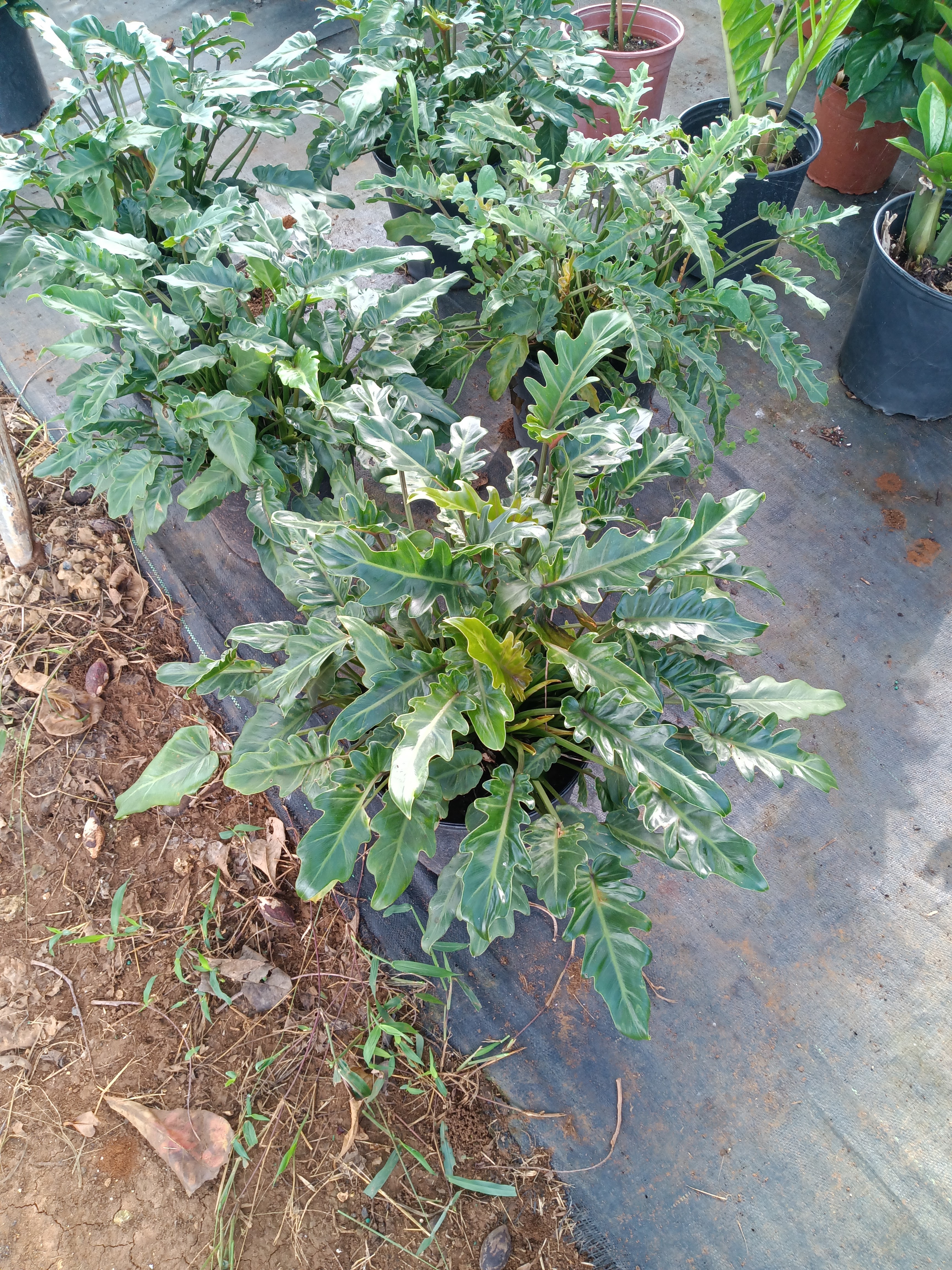 Producto — plantas vivero