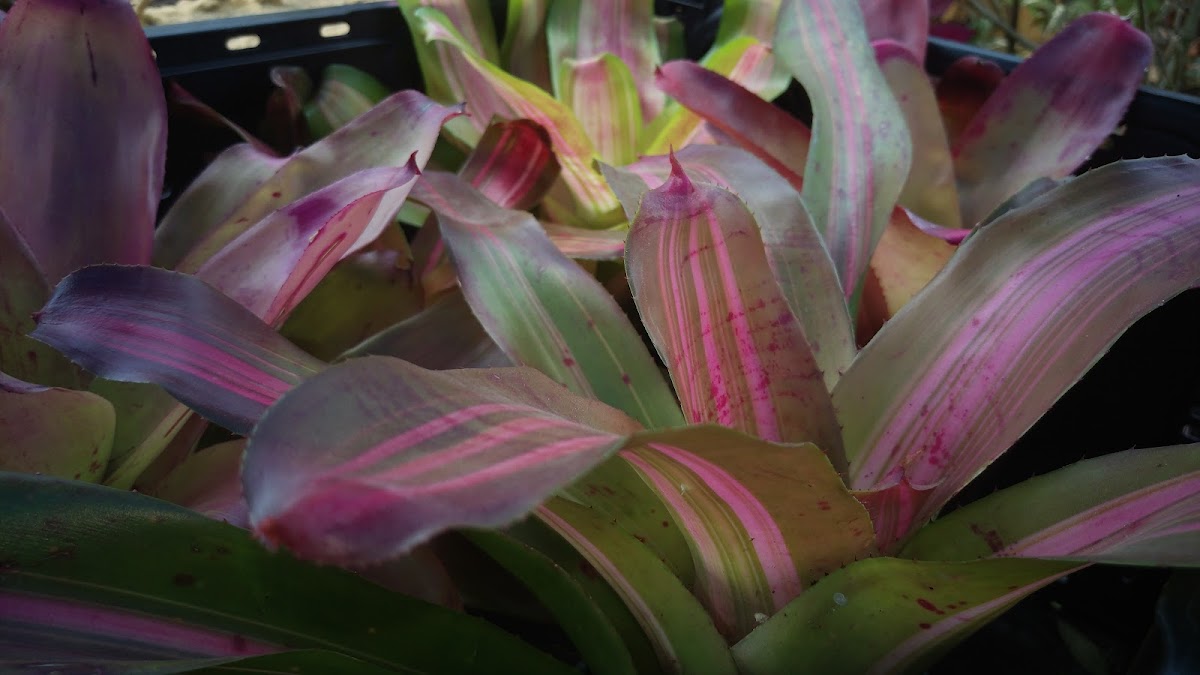 Arreglo floral tropical para evento especial