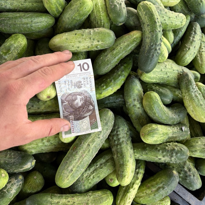 Ogórki śremianin większy średniak