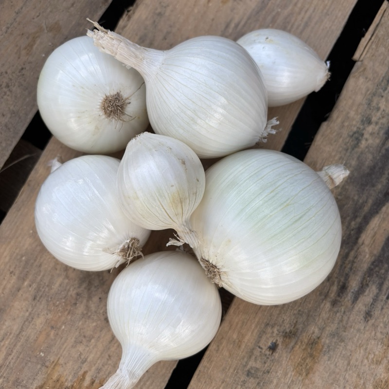 Cebula czosnkowa
