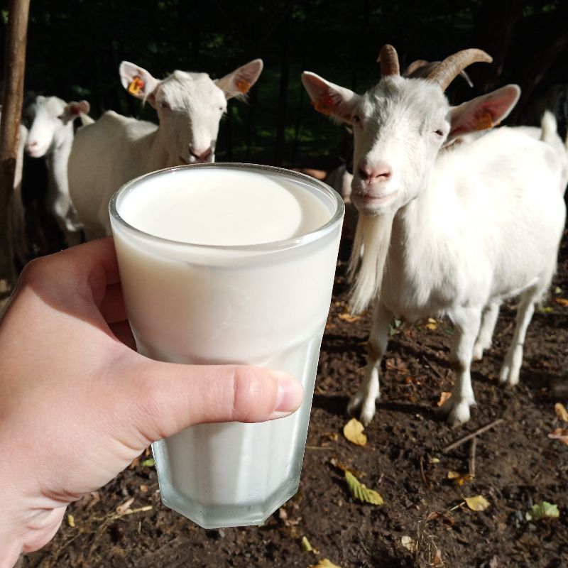 Jogurt kozi