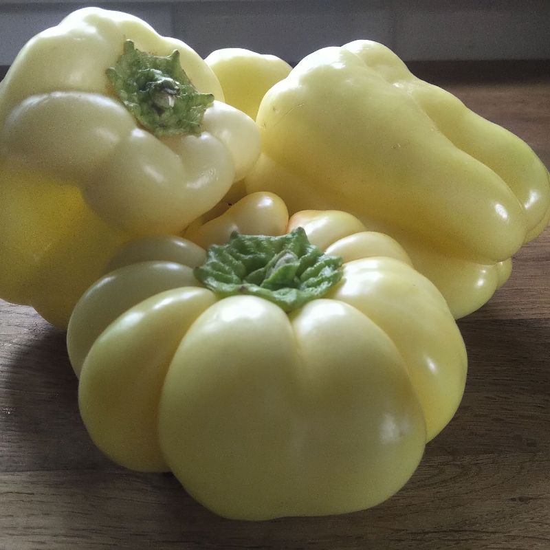 Papryka blondyna 1 kg