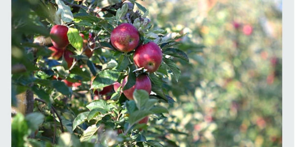 Baner sklepu 3apple Farm- Dobro starego sadu — Wrocław, Polska