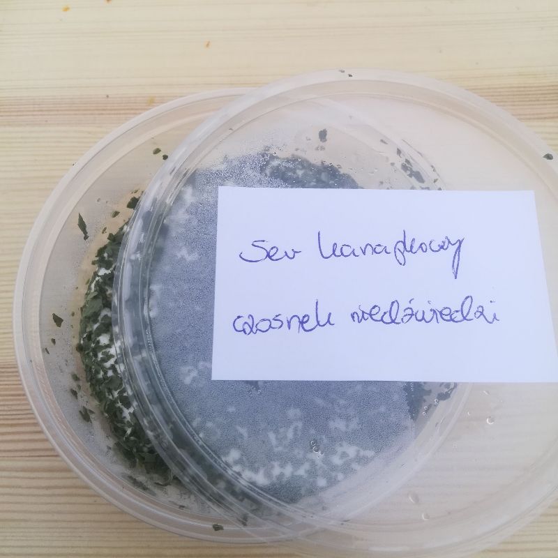 Ser kanapkowy czosnek niedźwiedzi