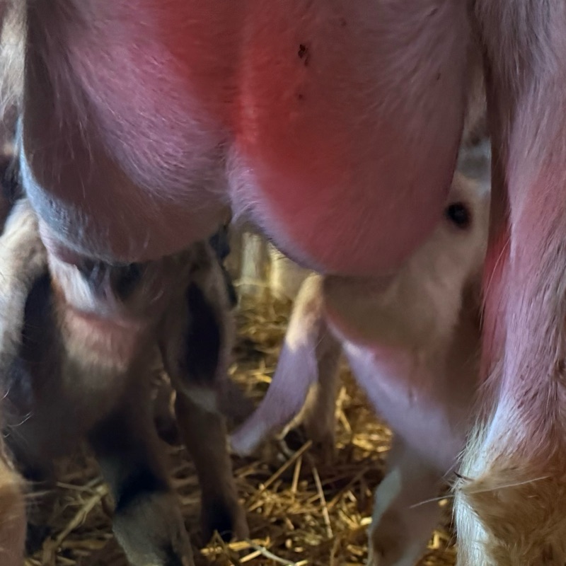 Colostrum kozie