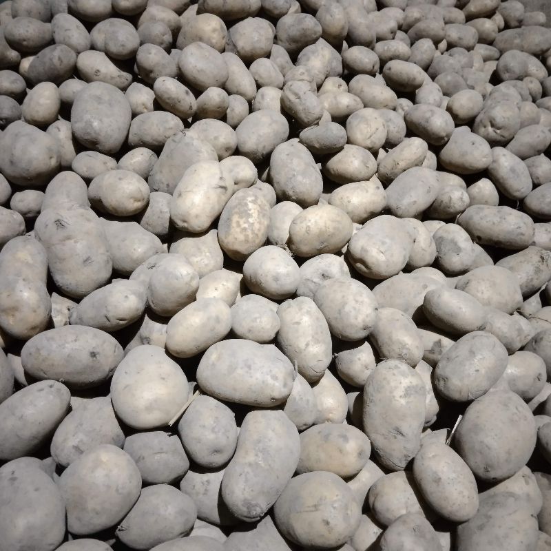 Ziemniaki
