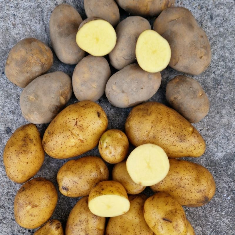 Ziemniaki Piwonia