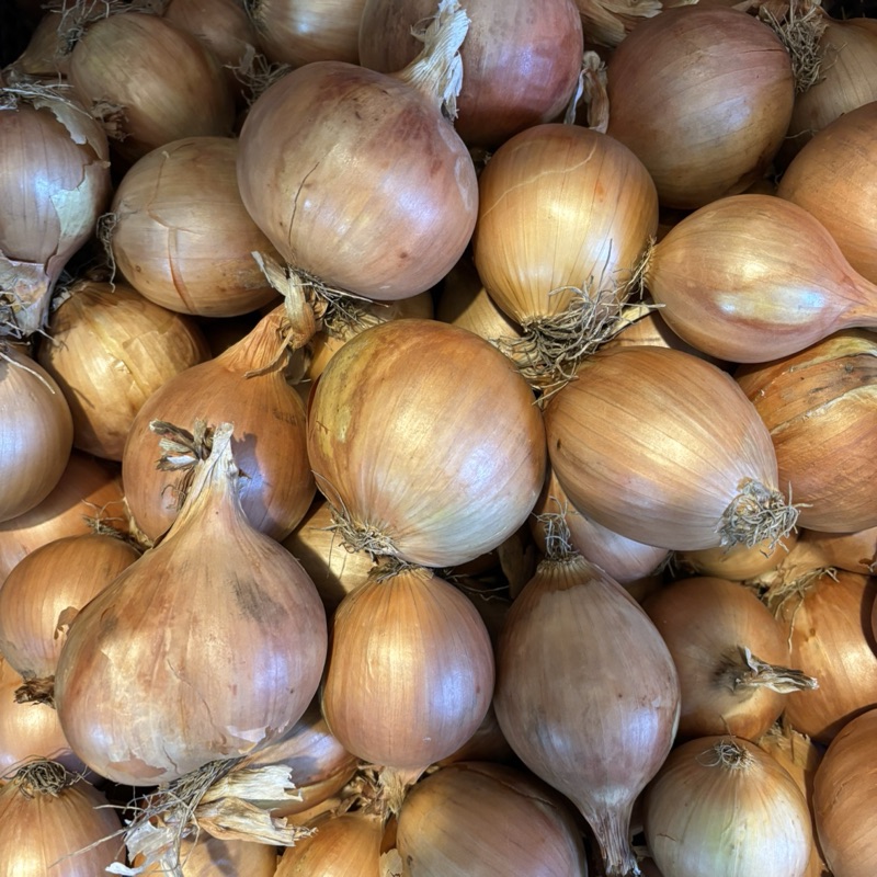 Cebula