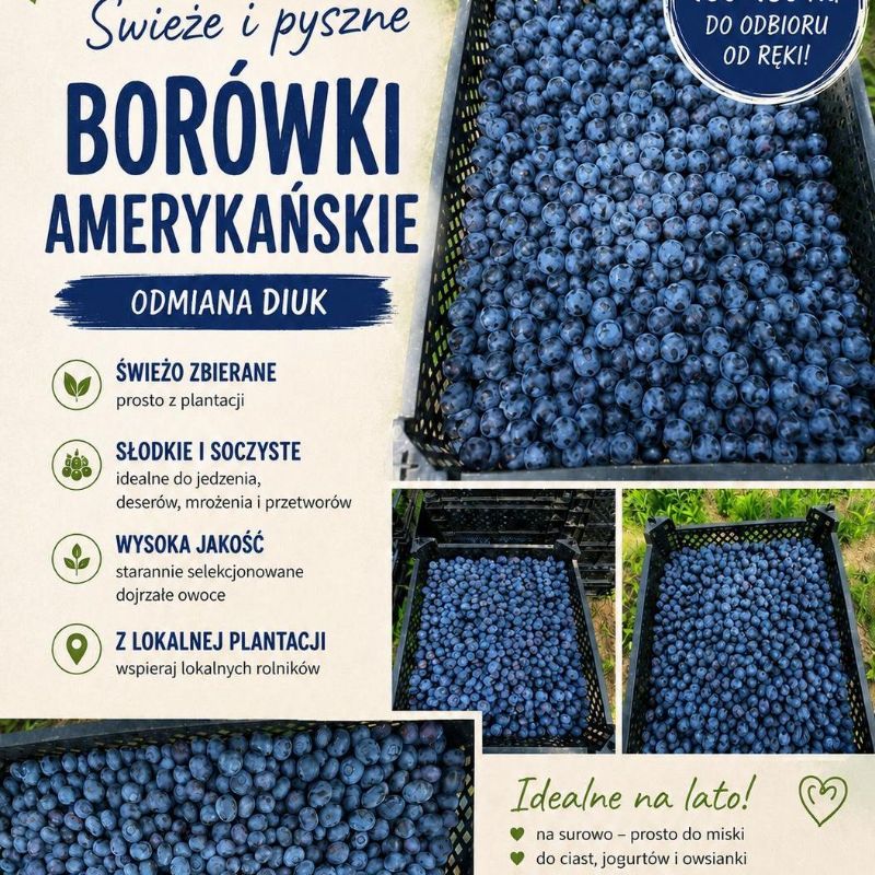 Borówka amerykańska