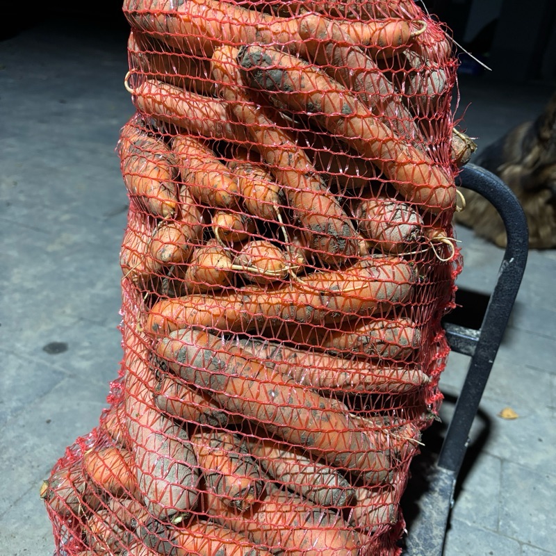 Marchew 10kg