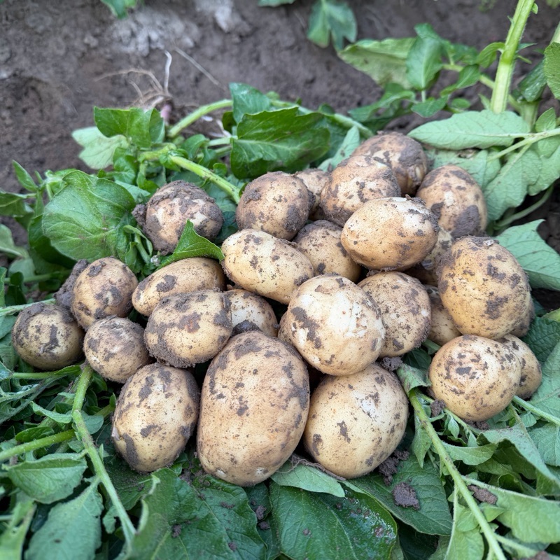Młode ziemniaki