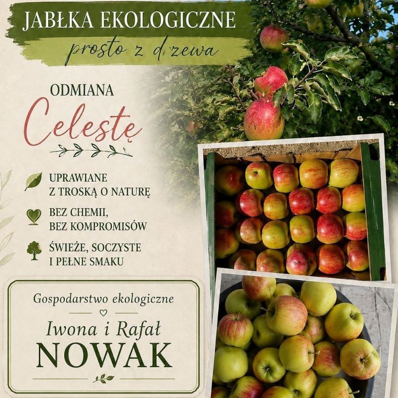 Jabłka Ekologiczne Celesta.