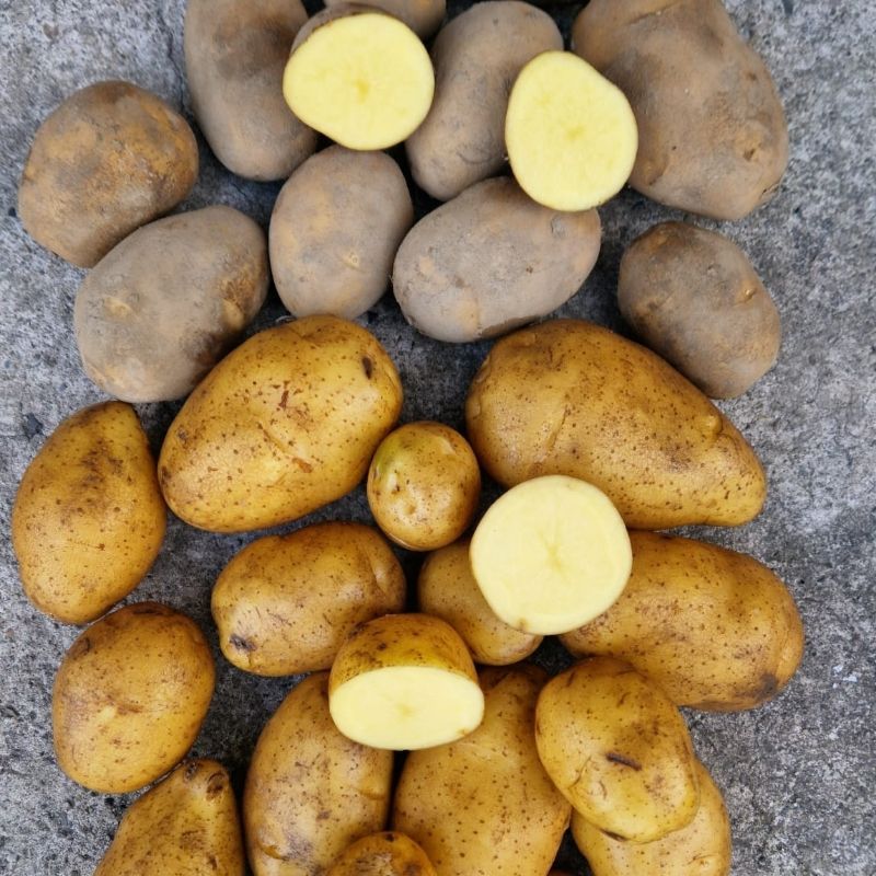 Ziemniaki Piwonia