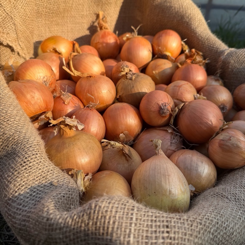 Cebula