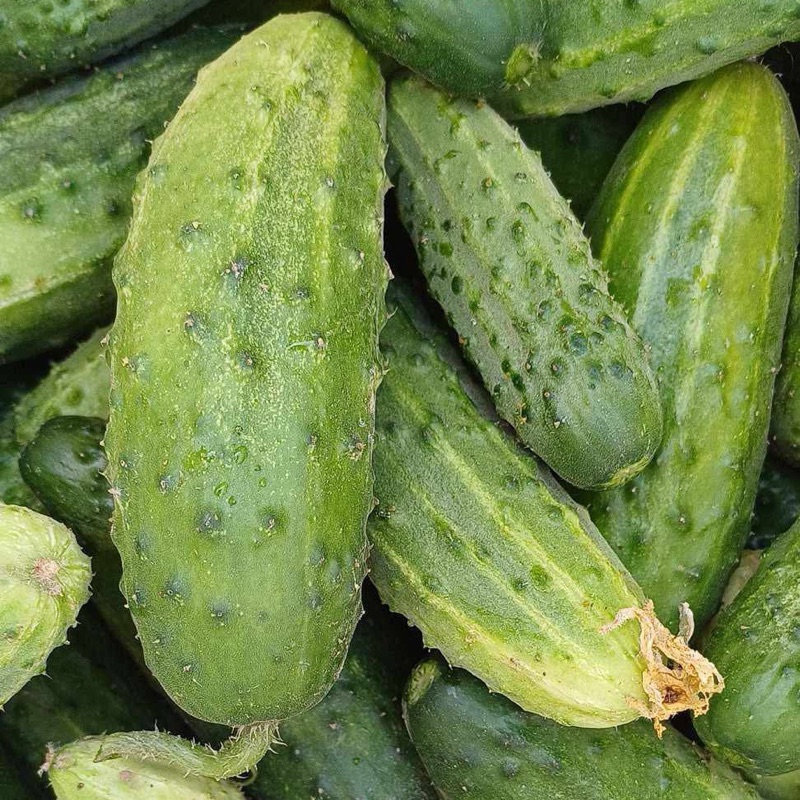 Ogórki ,,Śremski” (większe)