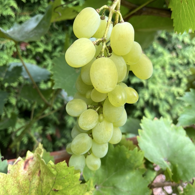 Winogron Mix fioletowy, żółty i zielony