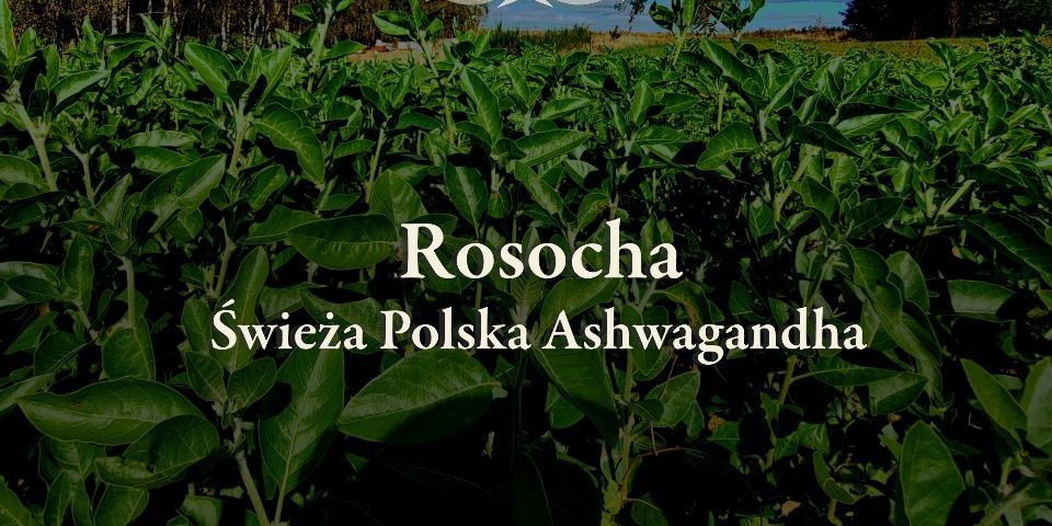 Baner sklepu Rosocha — Polanów, Polska