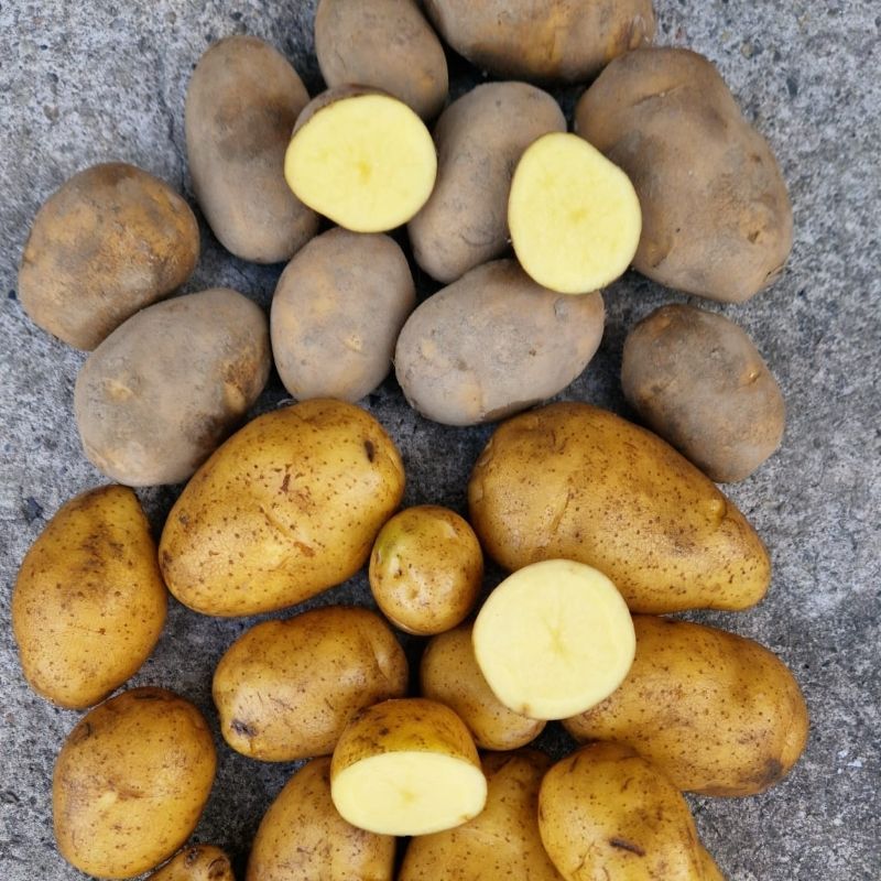Ziemniaki Piwonia