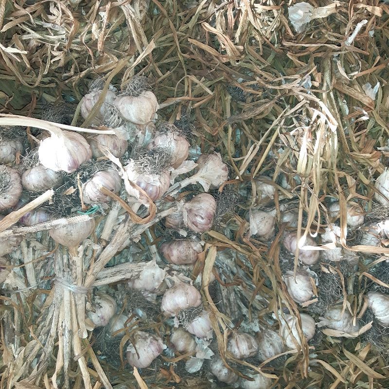 Czosnek średnica 3,8