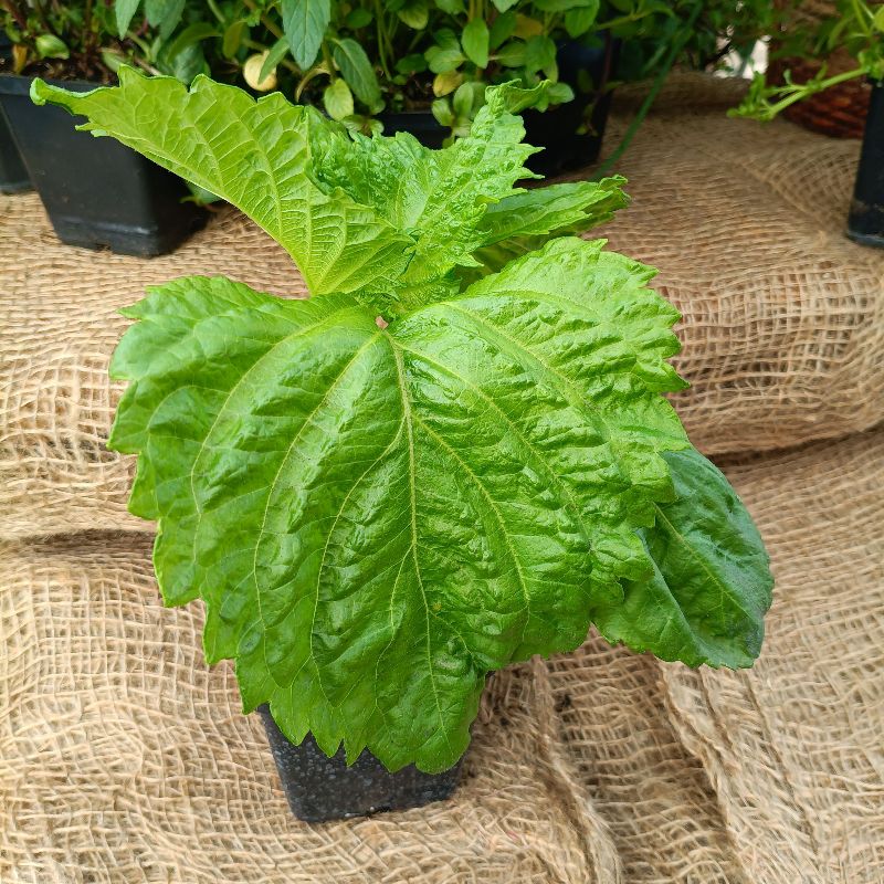 Pachnotka zielona (Shiso)