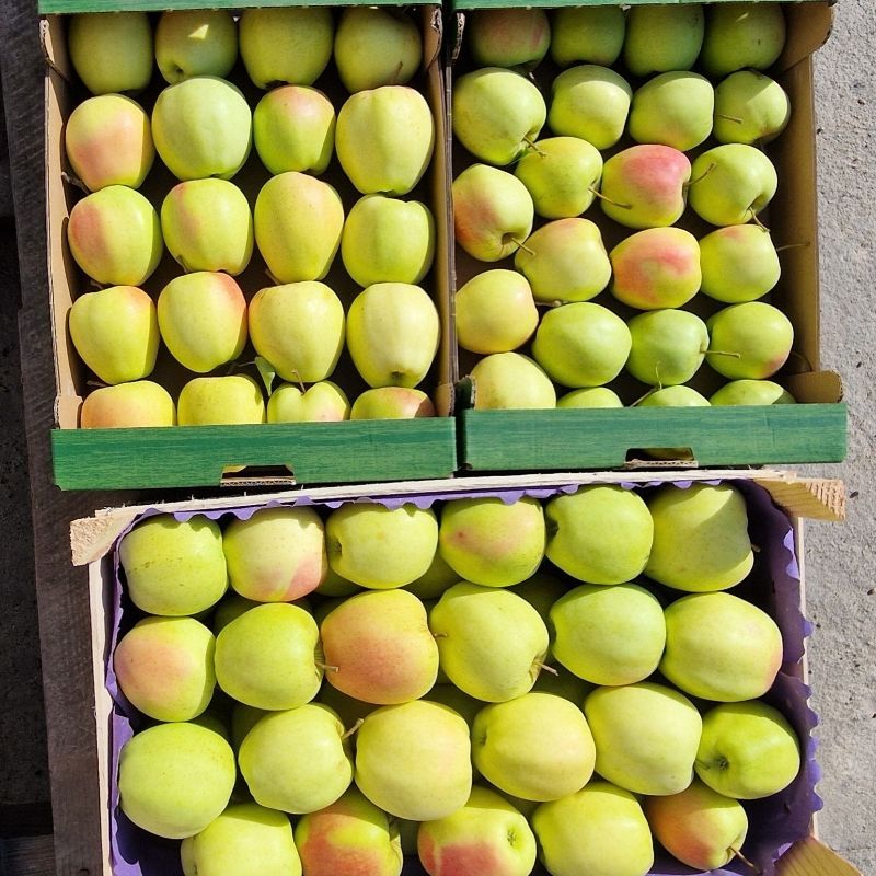 Jabłka Golden Delicious Bio
