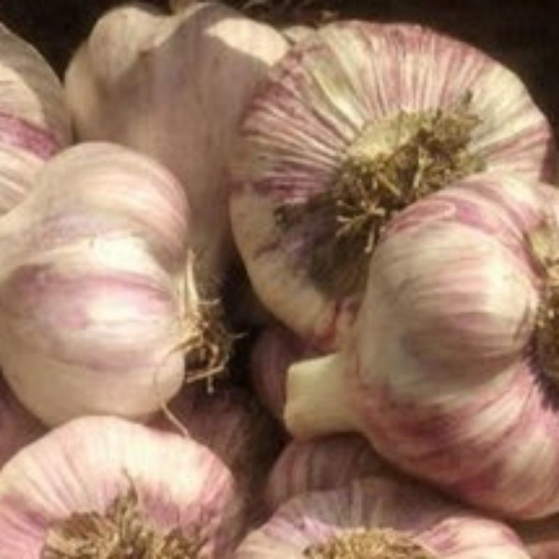 Czosnek Harnaś 1 kg