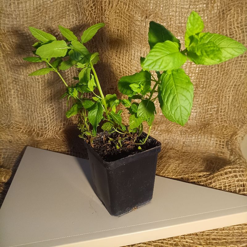Mięta mojito