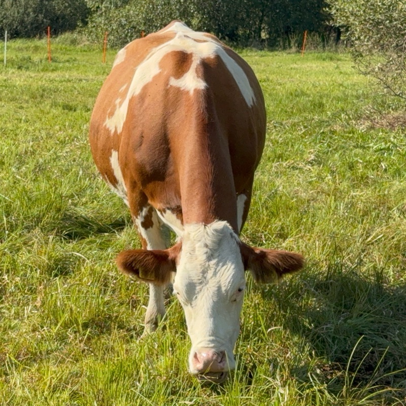 Mleko na wypasie od krów simentalskich